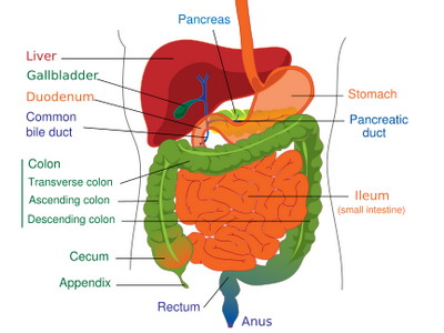 digestive system diagram labeled. human digestive system diagram