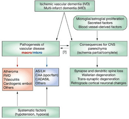 What are the symptoms of vascular dementia?