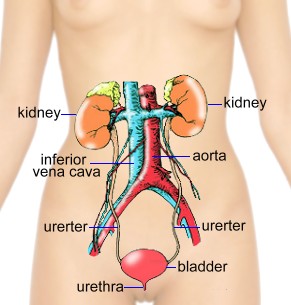 kidney location diagram
