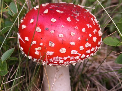 image by en.wikipedia
