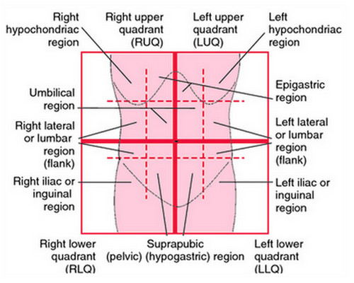 abdominal quadrants in the human body