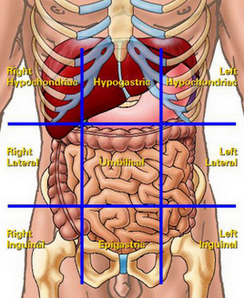 organs in the abdominal quadrants (liver pain)