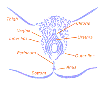 pictures of Vaginal Herpes