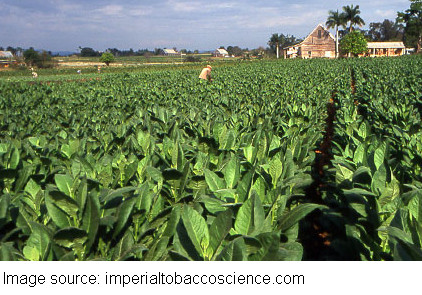 tobacco plants