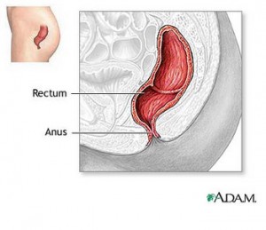 normal rectum