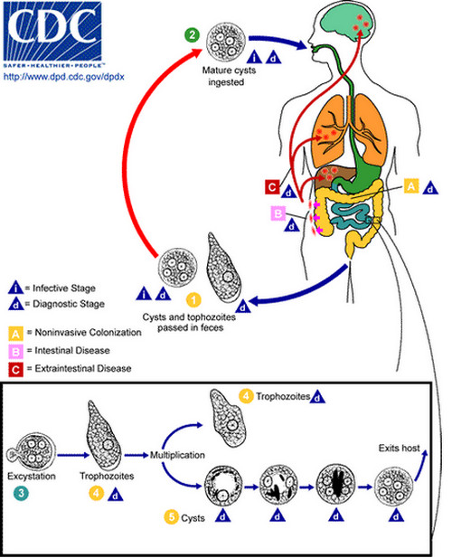 Entamoeba histolytica Amebiasis LifeCycle