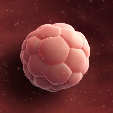 Human Blastocyst 3 Weeks Pregnancy