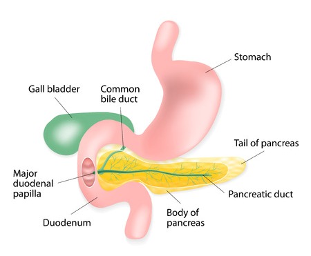 Gallbladder Location