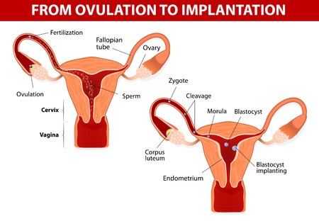 Implantation 3 Weeks Pregnancy