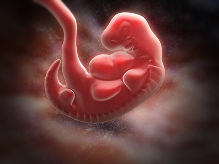 Human Embryo 5 Weeks Pregnant