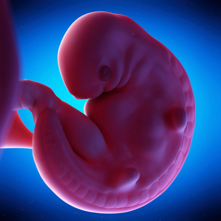 6 Weeks Pregnant Embryo