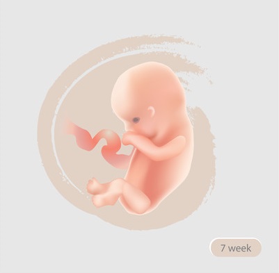7 Weeks Pregnant Embryo