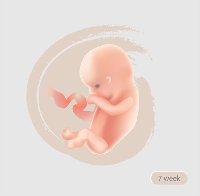 7 Weeks Pregnant Ultrasound