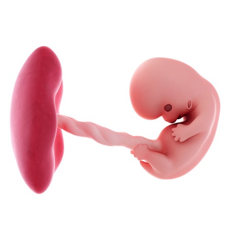 8 weeks pregnant illustration 8 Weeks Pregnant Embryo