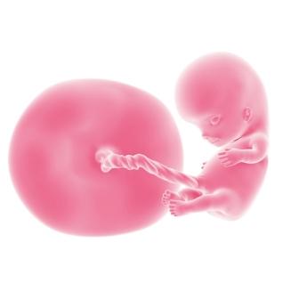 10 Weeks Pregnant Fetus