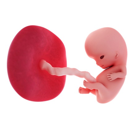 9 Weeks Pregnant Embryo