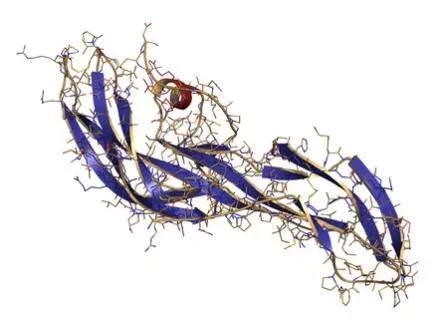 HCG Hormone