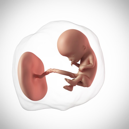12 Weeks Pregnant Fetus