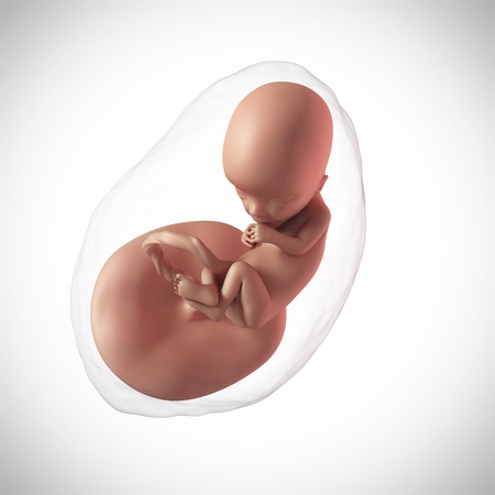 13 Weeks Pregnant Fetus