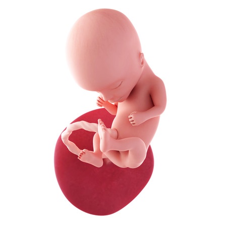 14 Weeks Pregnant Fetus