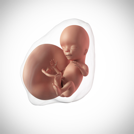 15 Weeks Pregnant Fetus