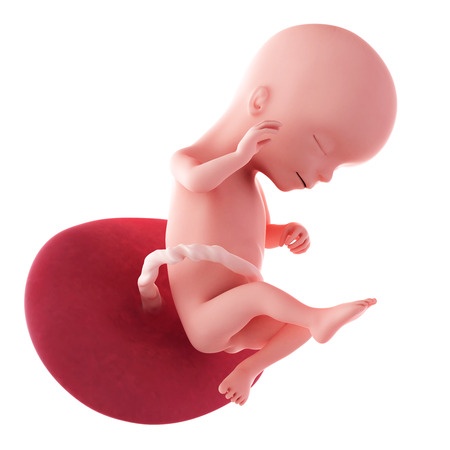 16 Weeks Pregnant Fetus