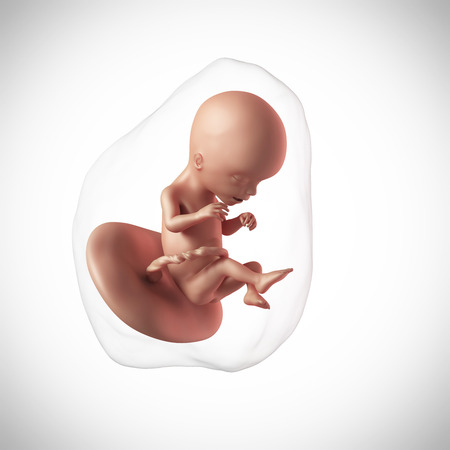 17 Weeks Pregnant Fetus
