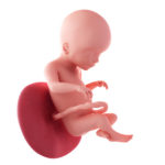 20 Weeks Pregnant Fetus