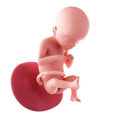 21 Weeks Pregnant Fetus
