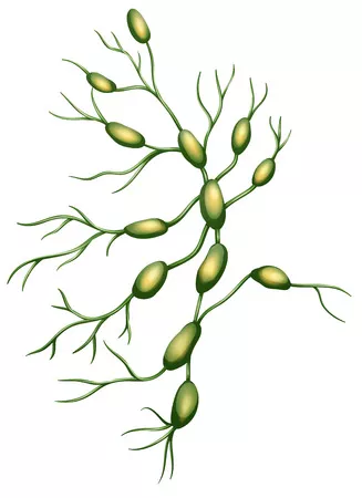 Lymph Nodes