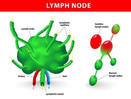 Physiology of Lymph Nodes