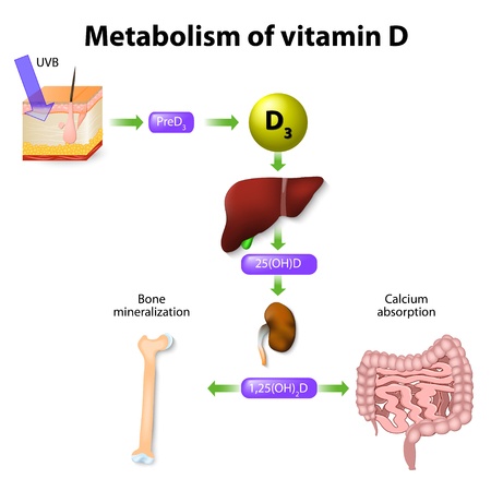 Vitamin D Physiology
