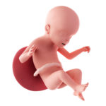 23 Weeks Pregnant Fetus