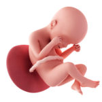 24 Weeks Pregnant Fetus