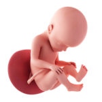 27 Weeks Pregnant Fetus