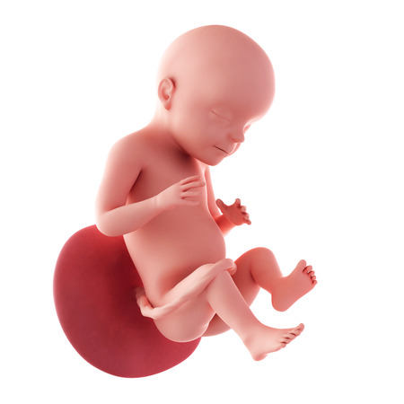 28 Weeks Pregnant Fetus