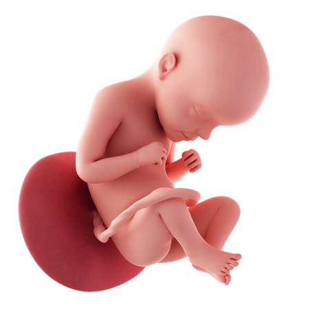 29 Weeks Pregnant Fetus