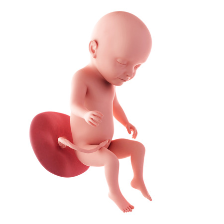 31 Weeks Pregnant Fetus