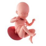 34 Weeks Pregnant Fetus
