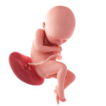 36 Weeks Pregnant Fetus