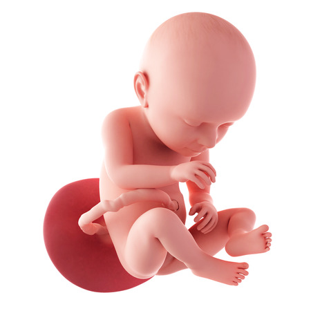37 Weeks Pregnant Fetus