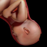42 Weeks Pregnant Fetus