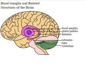 By Brain_structure.gif: Transfered from en.wikipediaderivative work: Leevanjackson (talk) - Brain_structure.gif, Public Domain, https://commons.wikimedia.org/w/index.php?curid=6320086 Tourette Syndrome Basal Ganglia and Related Structures