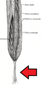 By Henry Gray - https://commons.wikimedia.org/wiki/File:Gray662.png, Public Domain, https://commons.wikimedia.org/w/index.php?curid=63954798 Cauda Equina Syndrome (CES)