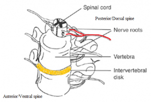 By Page tfw - Own work, CC BY-SA 3.0, https://commons.wikimedia.org/w/index.php?curid=26261353 Nerve roots extending from the lumbar spine are susceptible to compression leading to CES